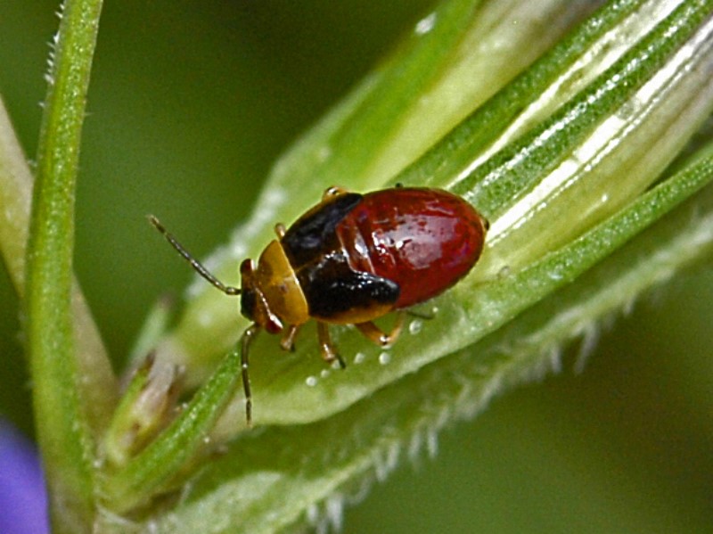 Miridae: Strongylocoris sp. (ninfa) della Liguria (GE)